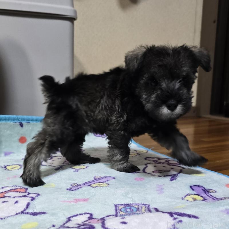 成約済の岡山県のミニチュアシュナウザー-410246の3枚目