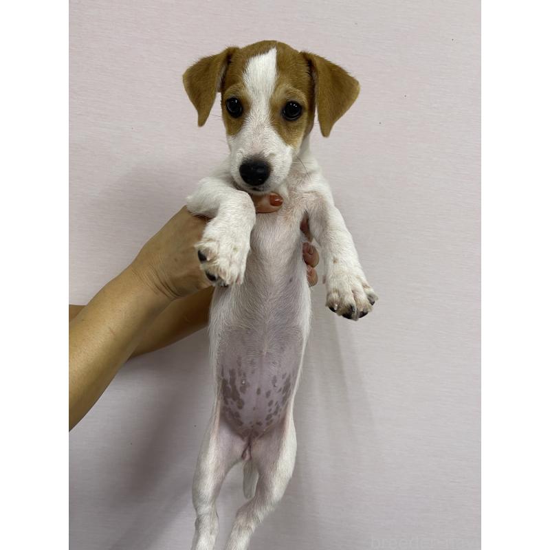 成約済の千葉県のジャックラッセルテリア-402506の6枚目