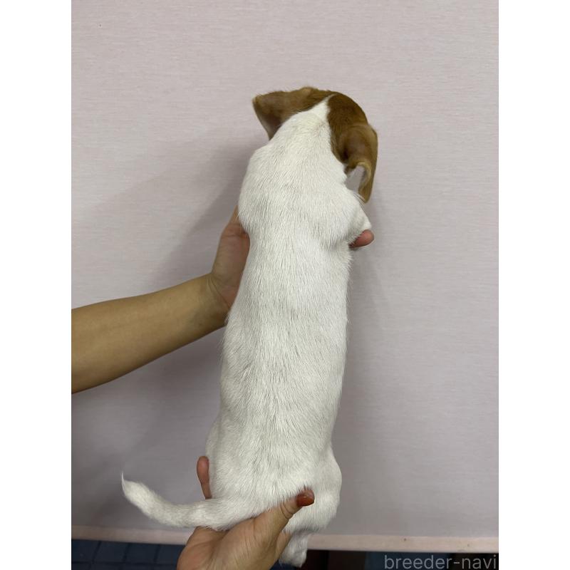 成約済の千葉県のジャックラッセルテリア-402506の5枚目