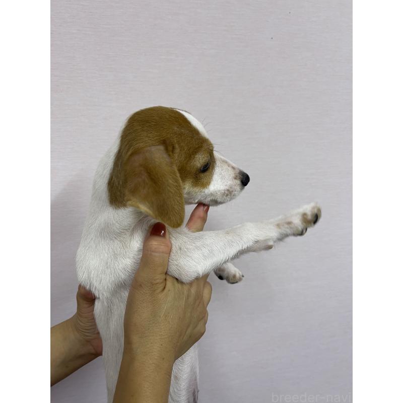 成約済の千葉県のジャックラッセルテリア-402506の4枚目