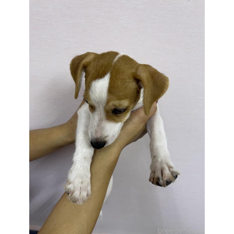 成約済の千葉県のジャックラッセルテリア-402506の2枚目