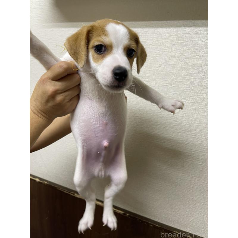 成約済の千葉県のジャックラッセルテリア-411342の6枚目