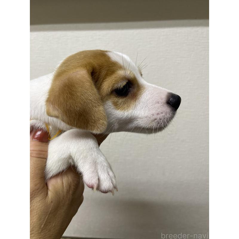 成約済の千葉県のジャックラッセルテリア-411342の4枚目