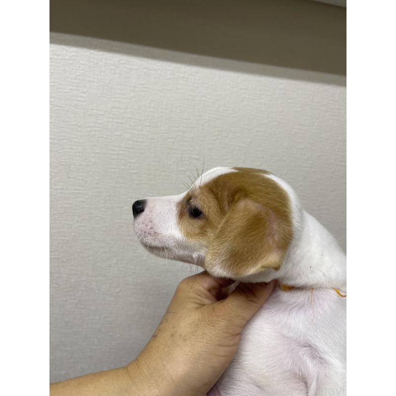 成約済の千葉県のジャックラッセルテリア-411342の3枚目