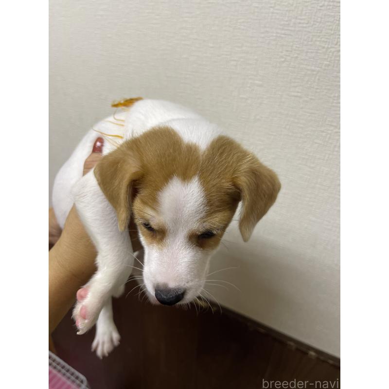 成約済の千葉県のジャックラッセルテリア-411342の2枚目
