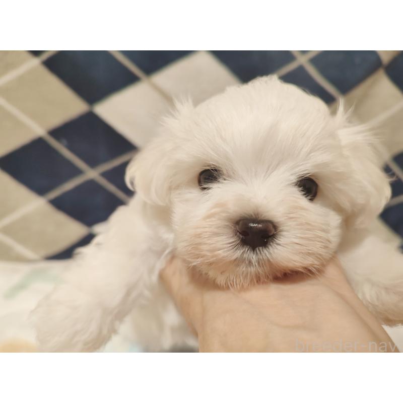 成約済の岡山県のマルチーズ-412974の5枚目