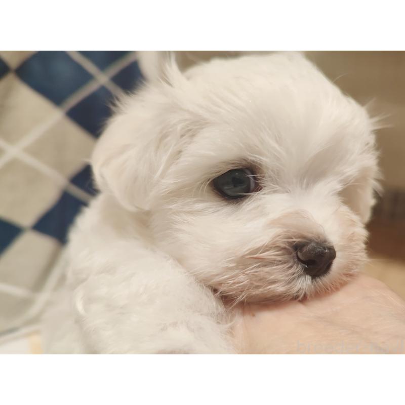 成約済の岡山県のマルチーズ-412974の4枚目