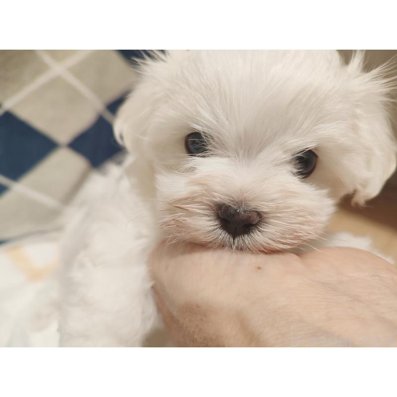 成約済の岡山県のマルチーズ-412974の3枚目