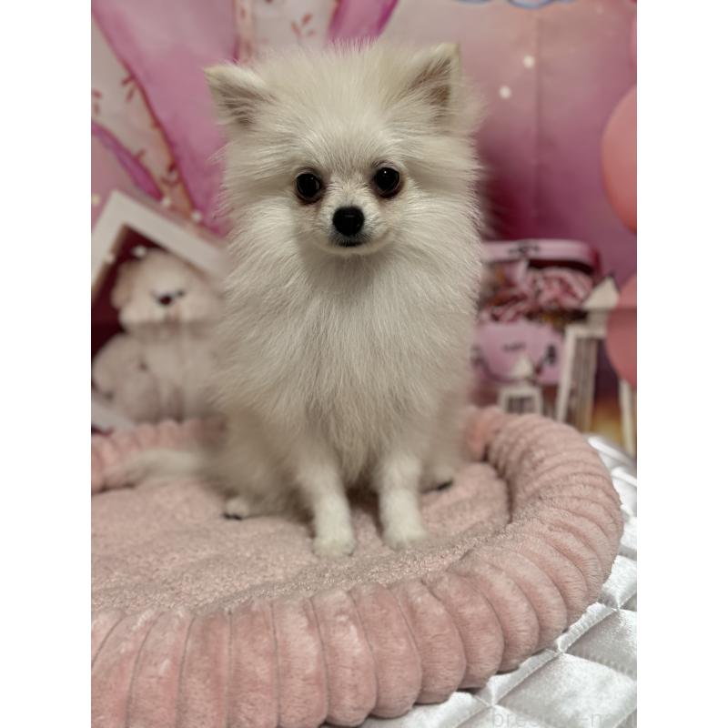 成約済の埼玉県のポメラニアン-394390の8枚目