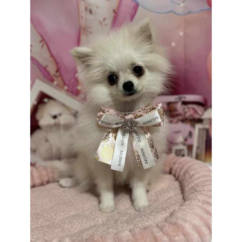 成約済の埼玉県のポメラニアン-394390の7枚目