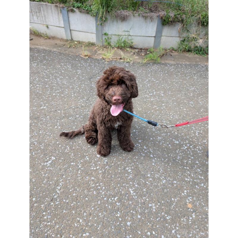 成約済の東京都のポーチュギーズウォータードッグ-402256の7枚目