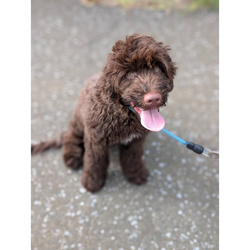 成約済の東京都のポーチュギーズウォータードッグ-402256の6枚目