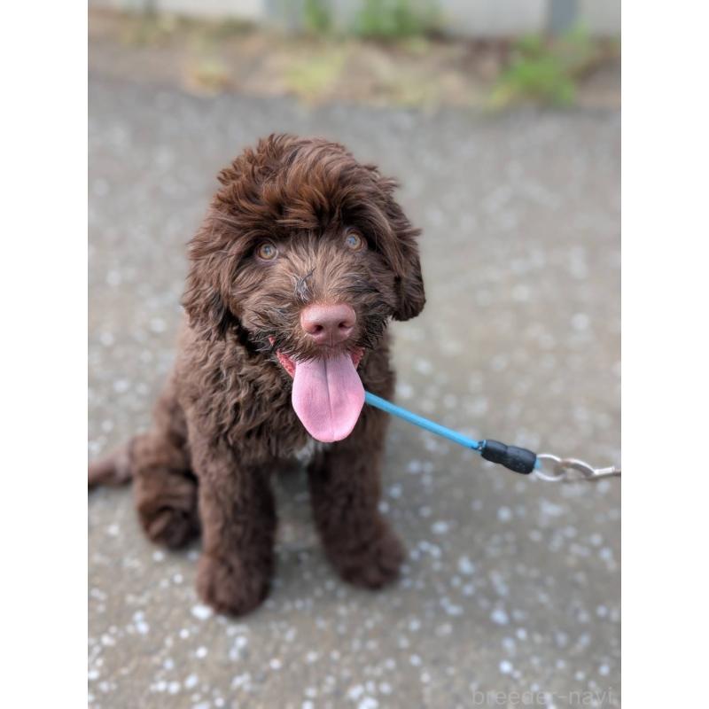 成約済の東京都のポーチュギーズウォータードッグ-402256の5枚目