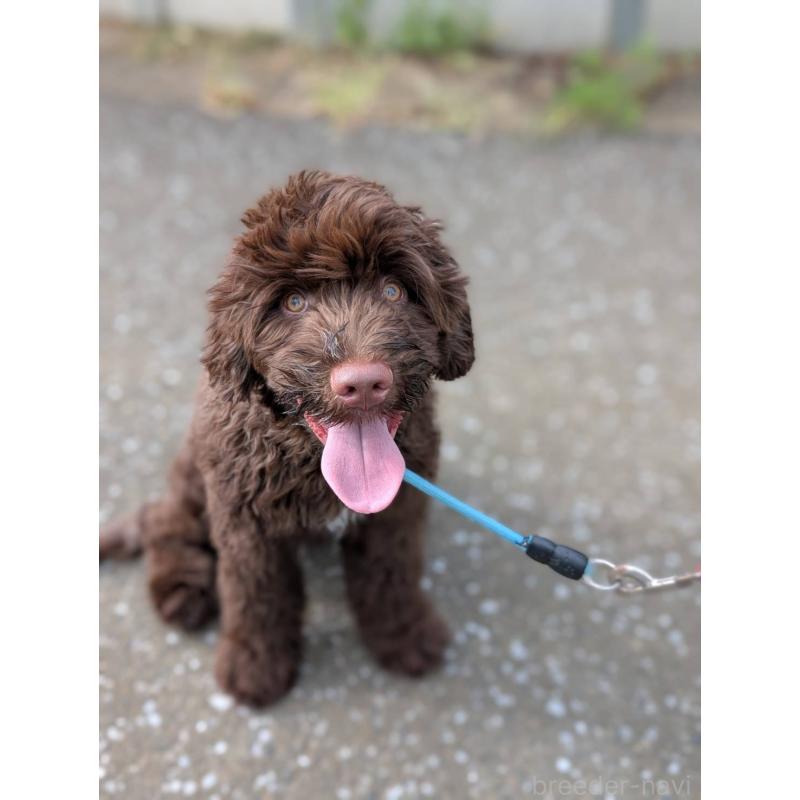 成約済の東京都のポーチュギーズウォータードッグ-402256の4枚目