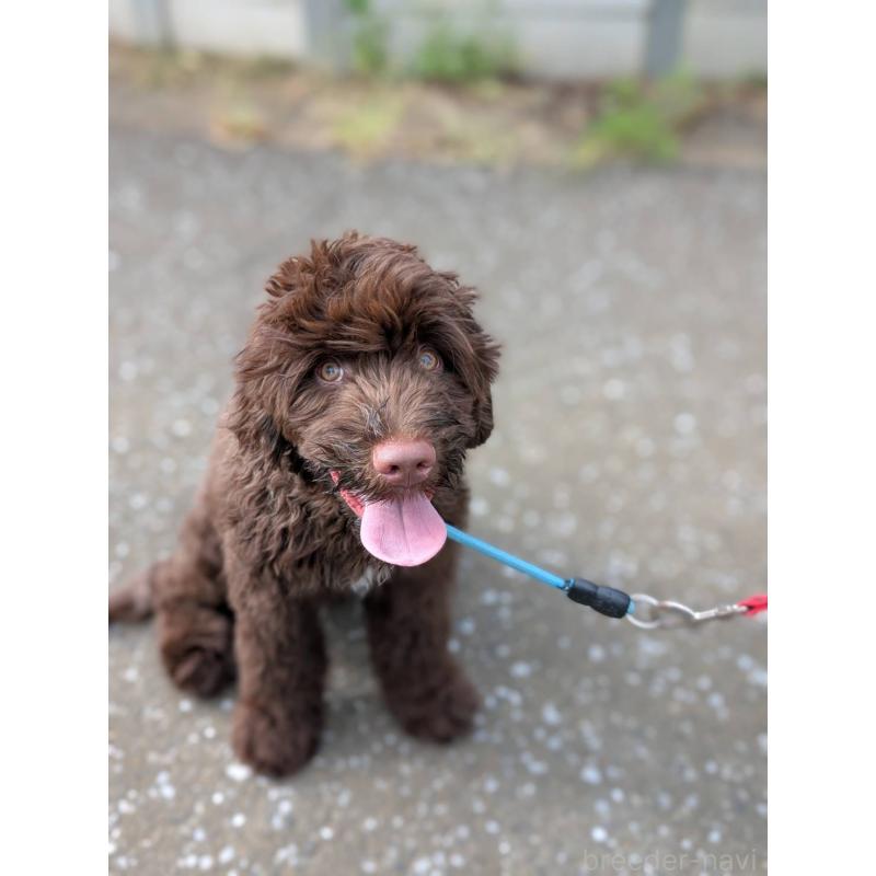 成約済の東京都のポーチュギーズウォータードッグ-402256の3枚目