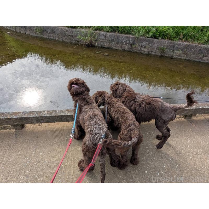 成約済の東京都のポーチュギーズウォータードッグ-402256の2枚目