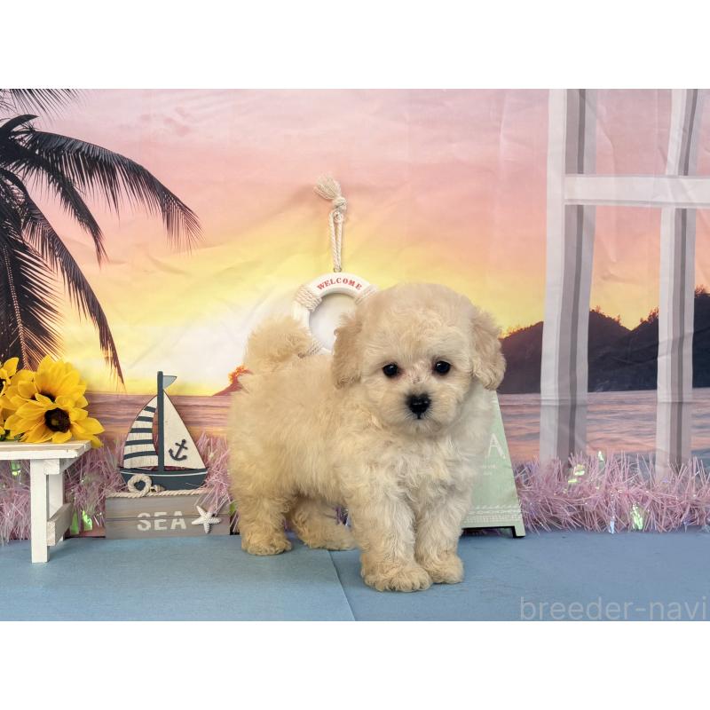 商談中の秋田県のトイプードル-413888の5枚目