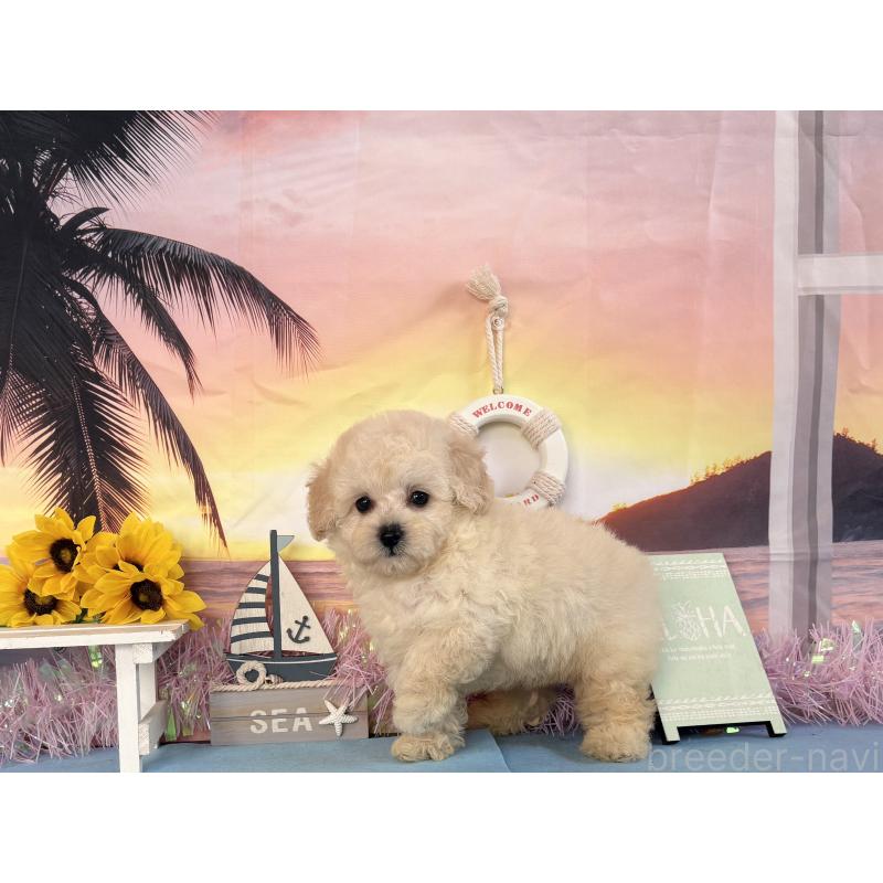 商談中の秋田県のトイプードル-413888の4枚目