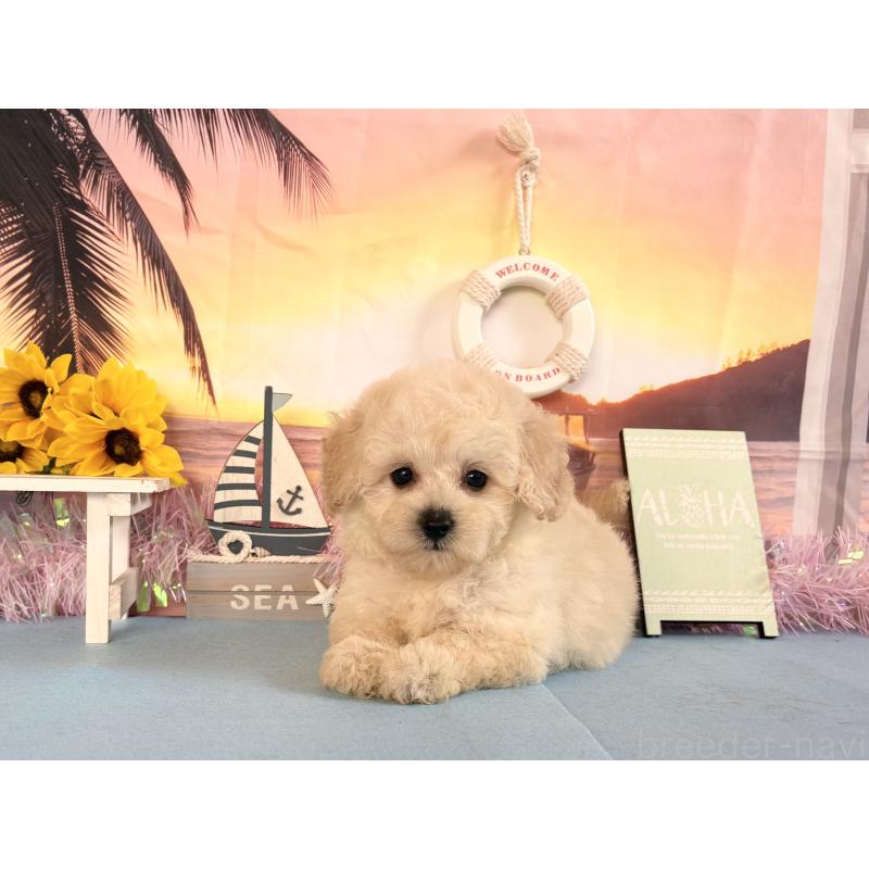 商談中の秋田県のトイプードル-413888の3枚目