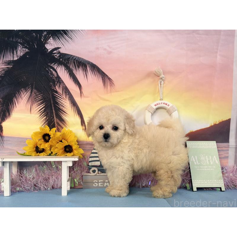 商談中の秋田県のトイプードル-413888の2枚目