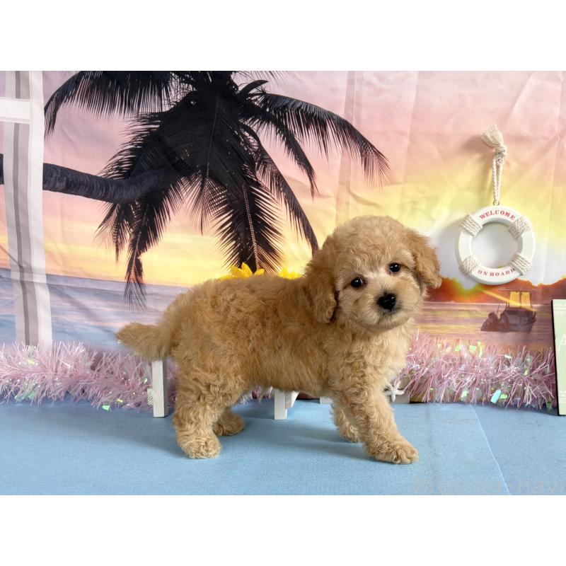 商談中の秋田県のトイプードル-413892の5枚目