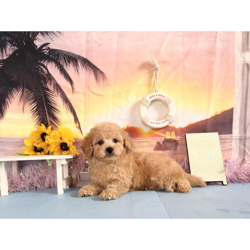 商談中の秋田県のトイプードル-413892の4枚目