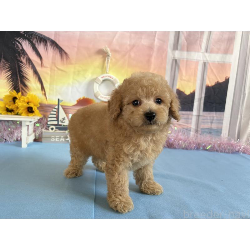 商談中の秋田県のトイプードル-413892の3枚目