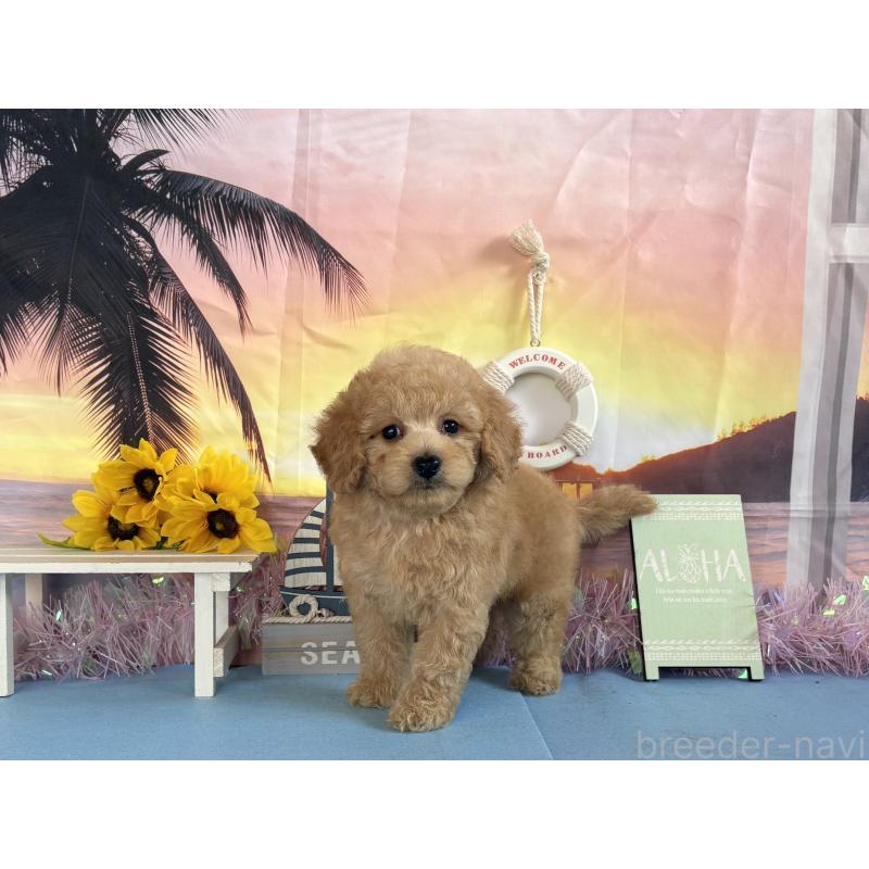 商談中の秋田県のトイプードル-413892の2枚目