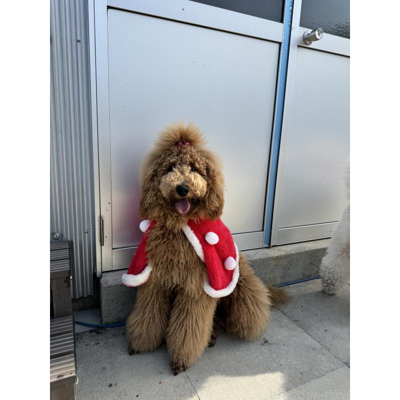 のんちゃん1枚目