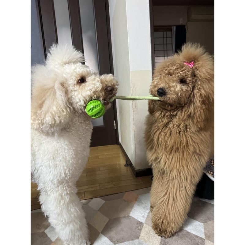 のんちゃん1枚目