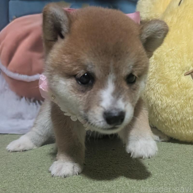 販売中の岡山県の豆柴-414912の5枚目