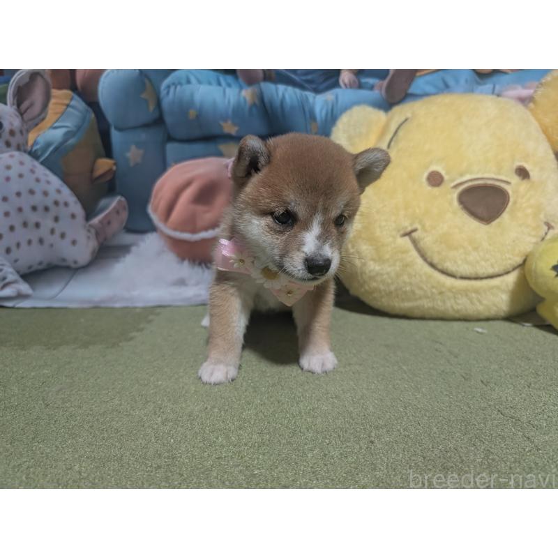 販売中の岡山県の豆柴-414912の2枚目