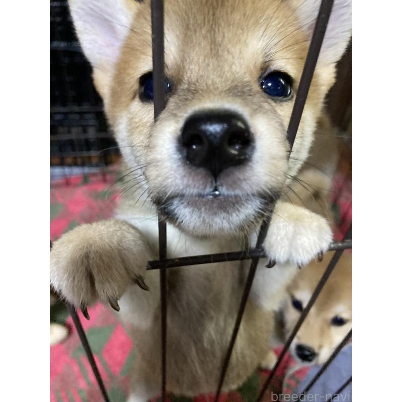 販売中の熊本県の柴犬-405189