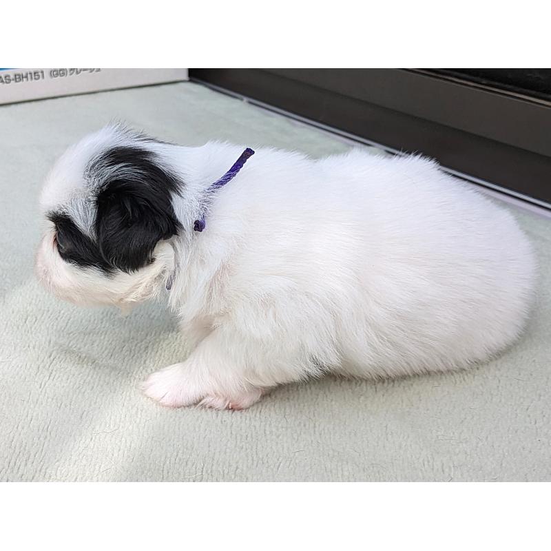 販売中の茨城県の狆 (チン)-414919の2枚目