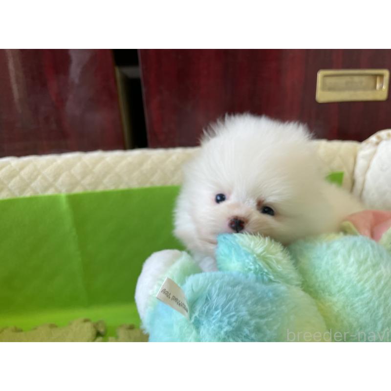 成約済の岐阜県のポメラニアン-413042の7枚目