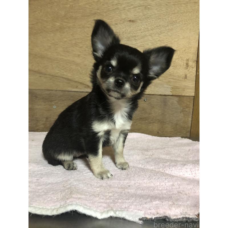 成約済の兵庫県のチワワ(ロングコート)-413796の11枚目