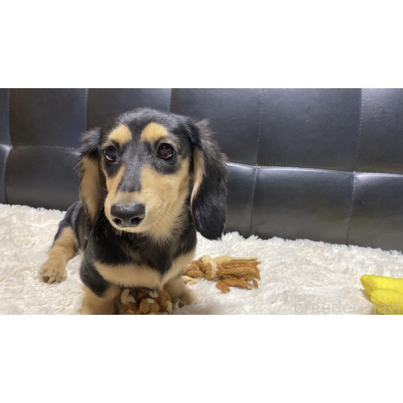 成約済の岐阜県のミニチュアダックスフンド(ロングヘアード)-392088の7枚目