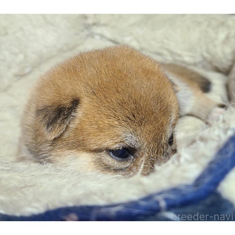 販売中の茨城県の柴犬-414923の4枚目