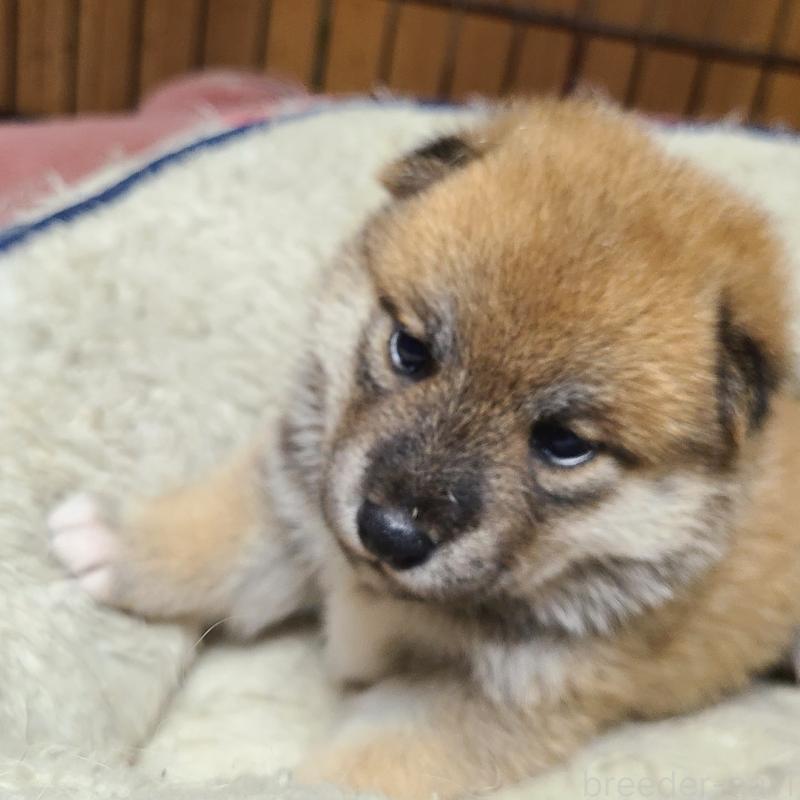 販売中の茨城県の柴犬-414924の1枚目