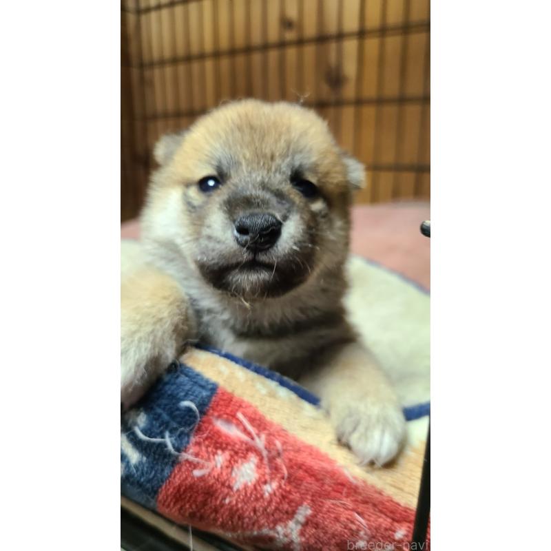 販売中の茨城県の柴犬-414924の5枚目
