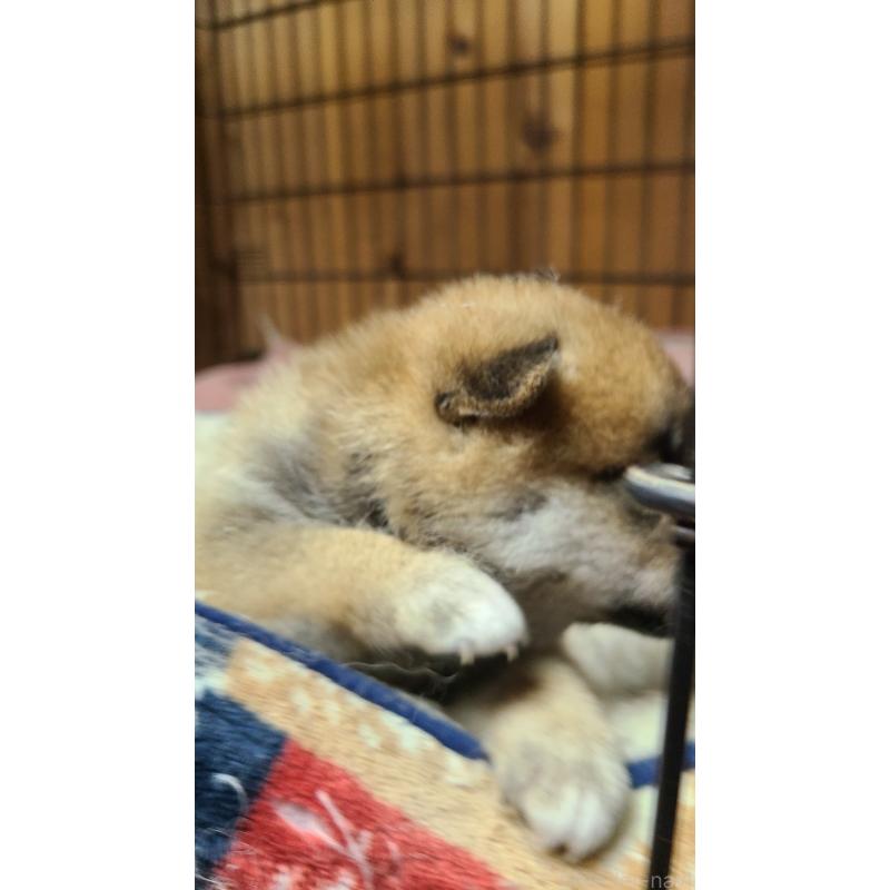 販売中の茨城県の柴犬-414924の4枚目