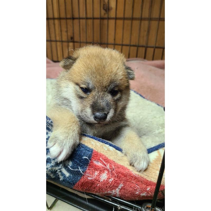 販売中の茨城県の柴犬-414924の2枚目