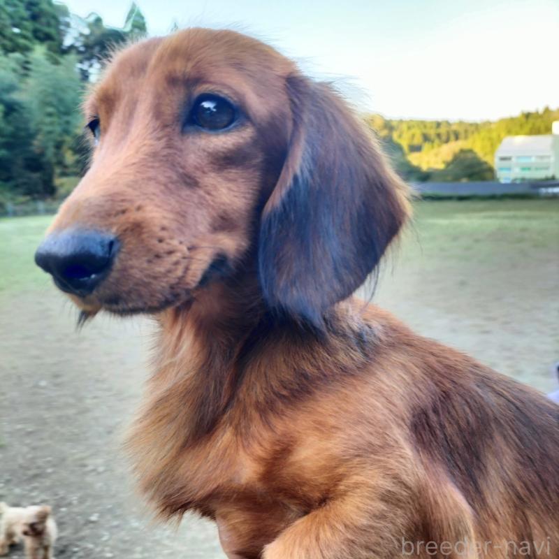 ドイルちゃん1枚目