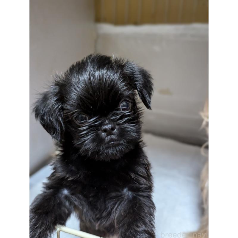 成約済の愛知県のベルジアングリフォン-413522の12枚目