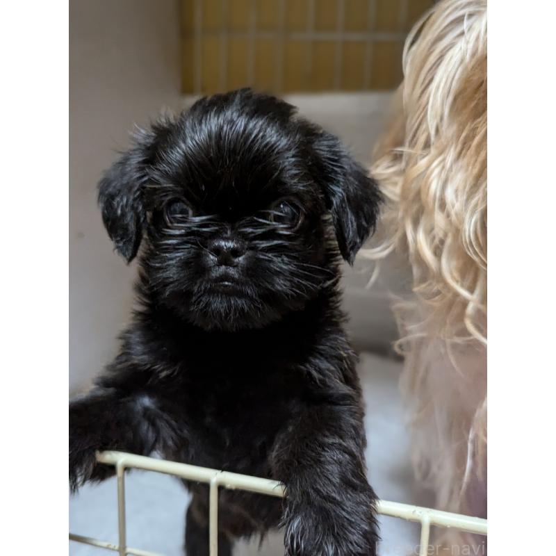 成約済の愛知県のベルジアングリフォン-413522の11枚目