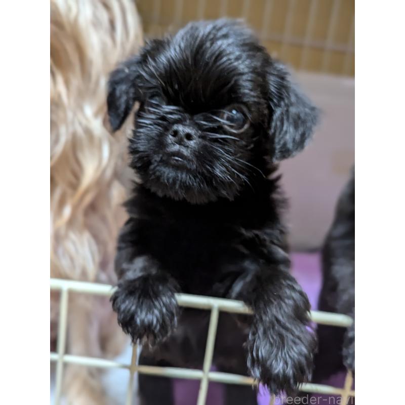 成約済の愛知県のベルジアングリフォン-413522の10枚目