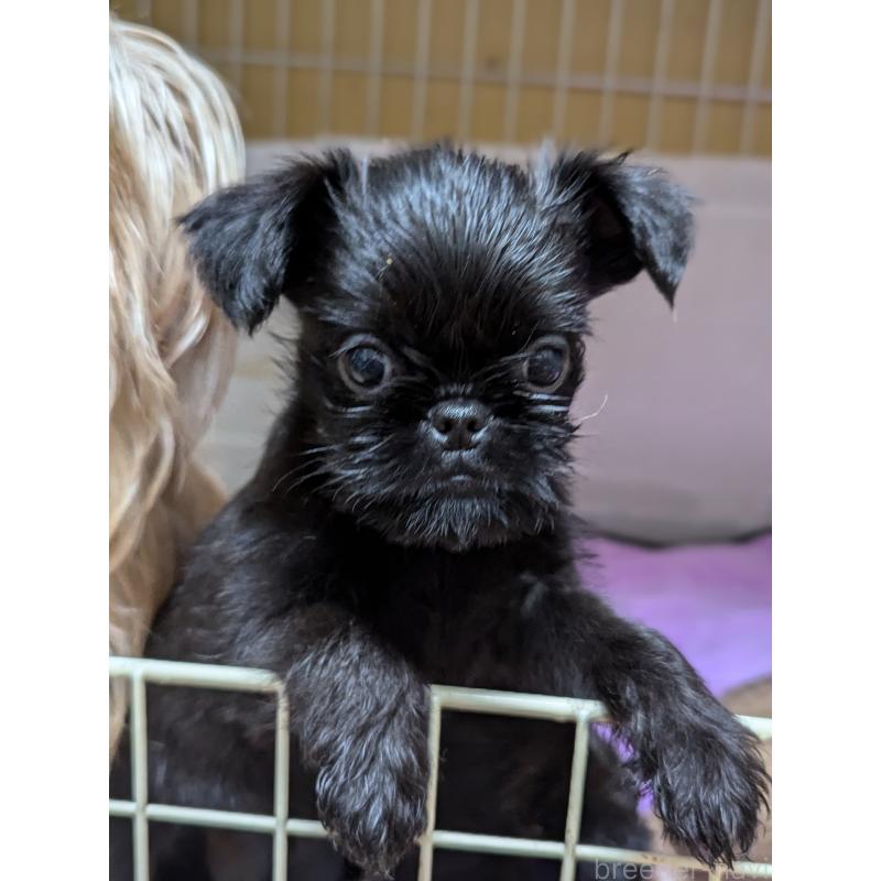 成約済の愛知県のベルジアングリフォン-413521の12枚目