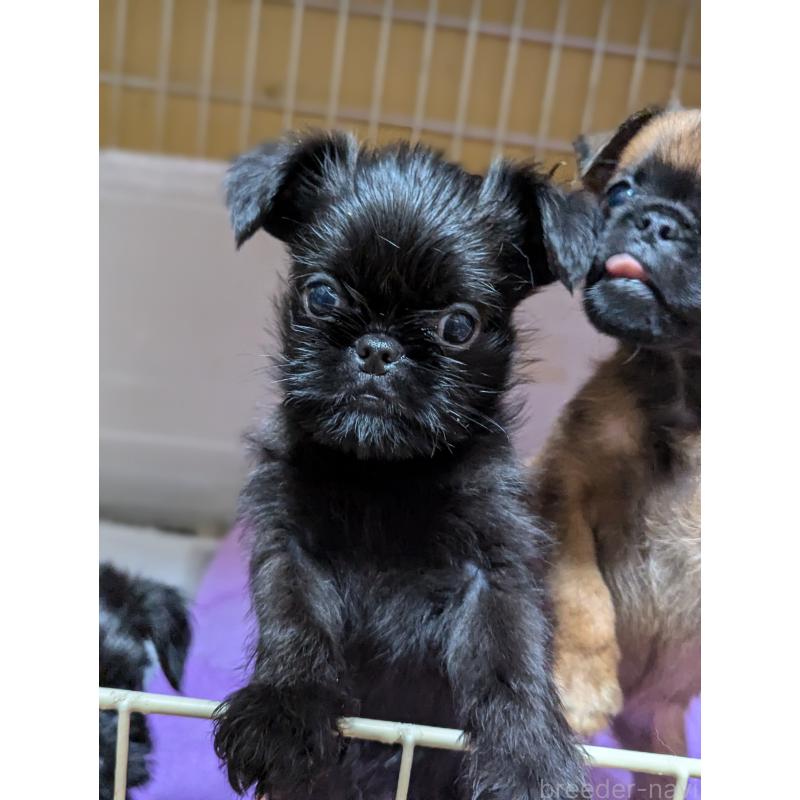 成約済の愛知県のベルジアングリフォン-413521の11枚目