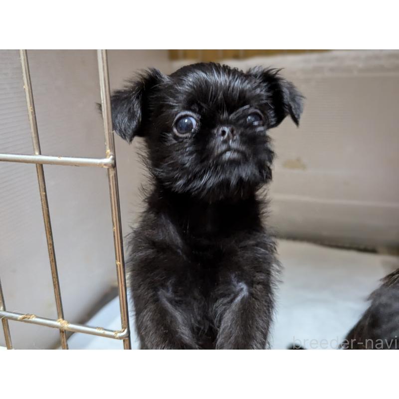 成約済の愛知県のベルジアングリフォン-413521の10枚目