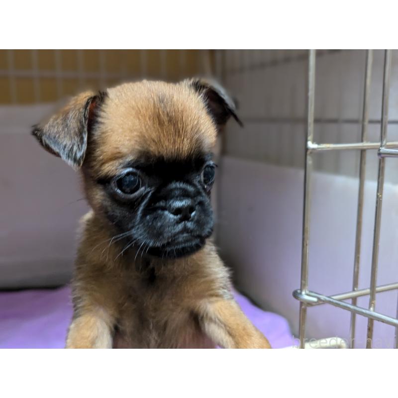 成約済の愛知県のプチブラバンソン-413523の12枚目